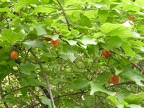 Cornus mas