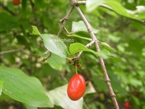 Cornus mas
