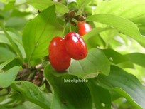 Cornus mas