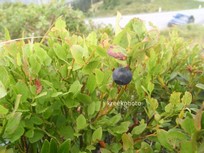 Vaccinium myrtillus