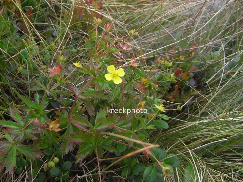 Potentilla erecta