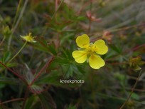 Potentilla erecta