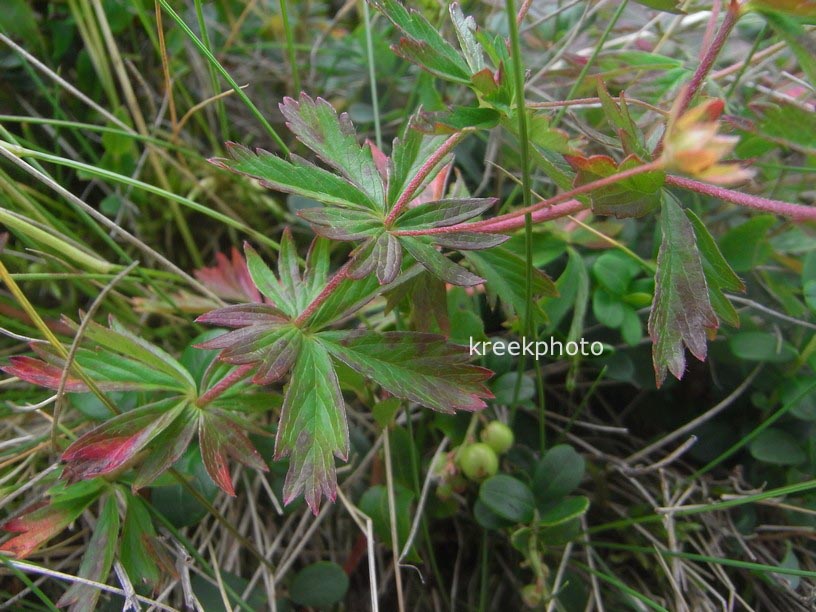 Potentilla erecta