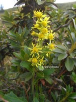 Solidago virgaurea