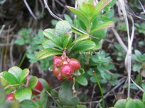 Arctostaphylos uva-ursi