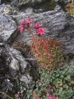 Sempervivum tectorum