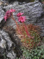 Sempervivum tectorum