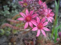 Sempervivum tectorum