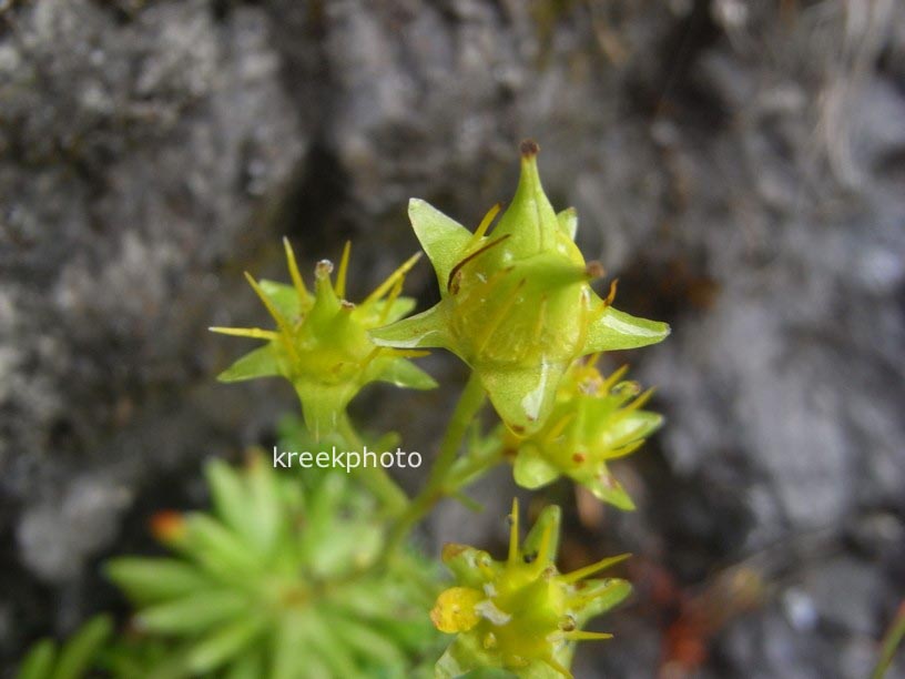 Sedum acre