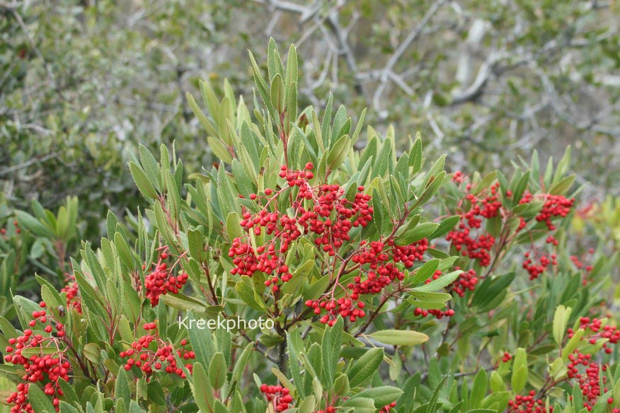 Photinia salicifolia