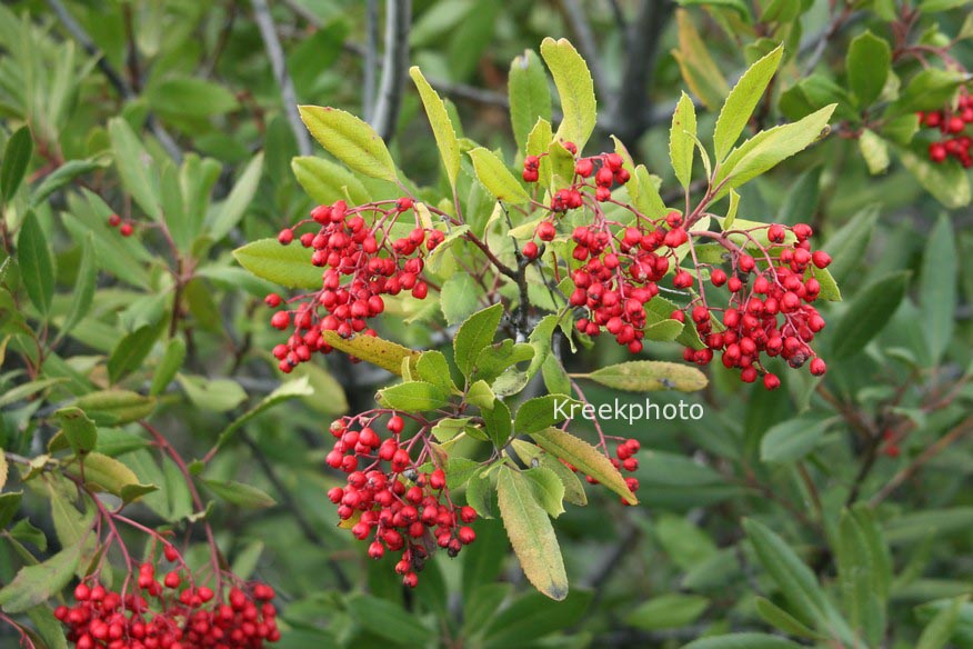 Photinia salicifolia