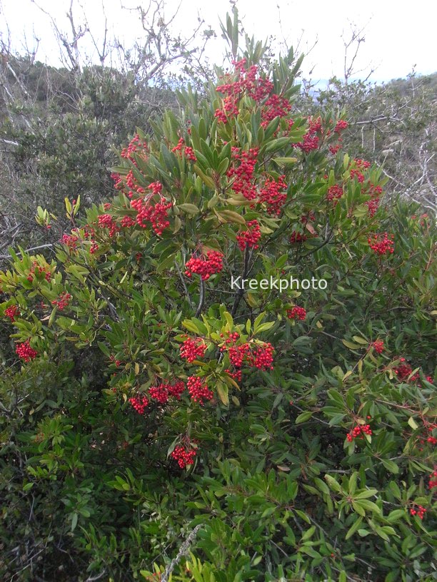 Photinia salicifolia