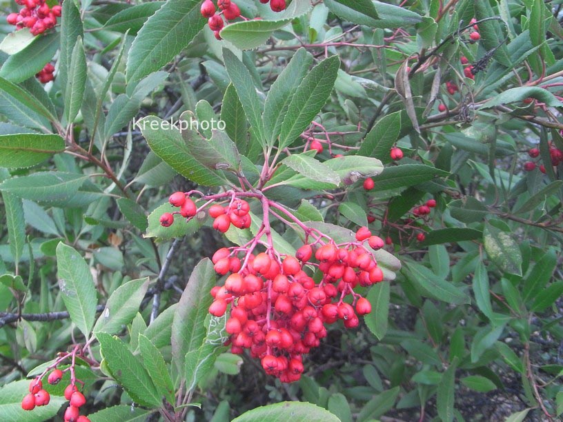 Photinia salicifolia