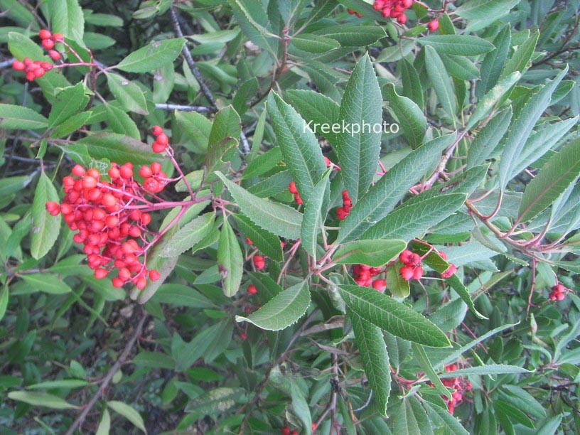 Photinia salicifolia