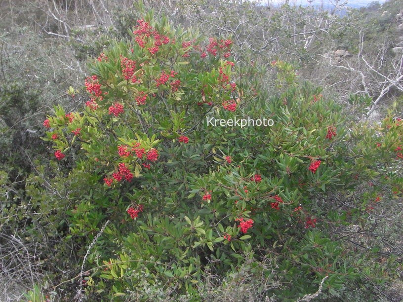 Photinia salicifolia