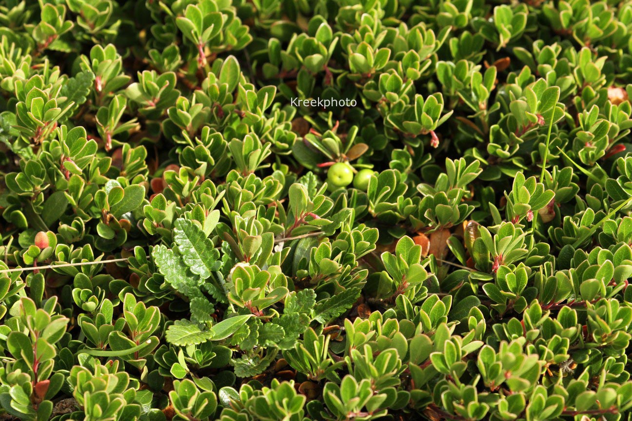 Arctostaphylos uva-ursi