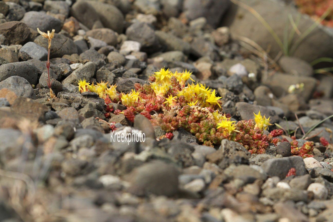 Sedum acre