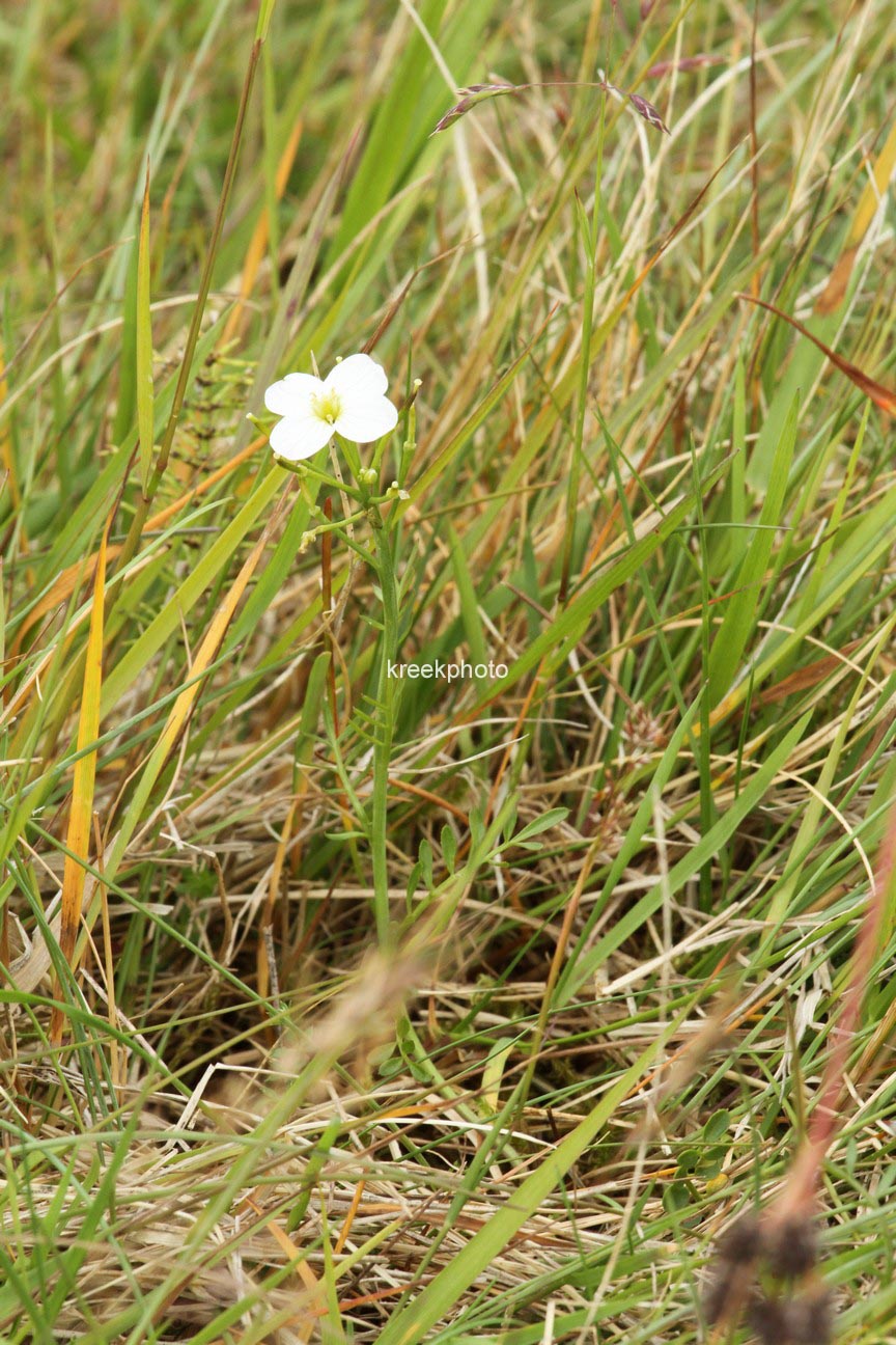 Cardamine pratensis