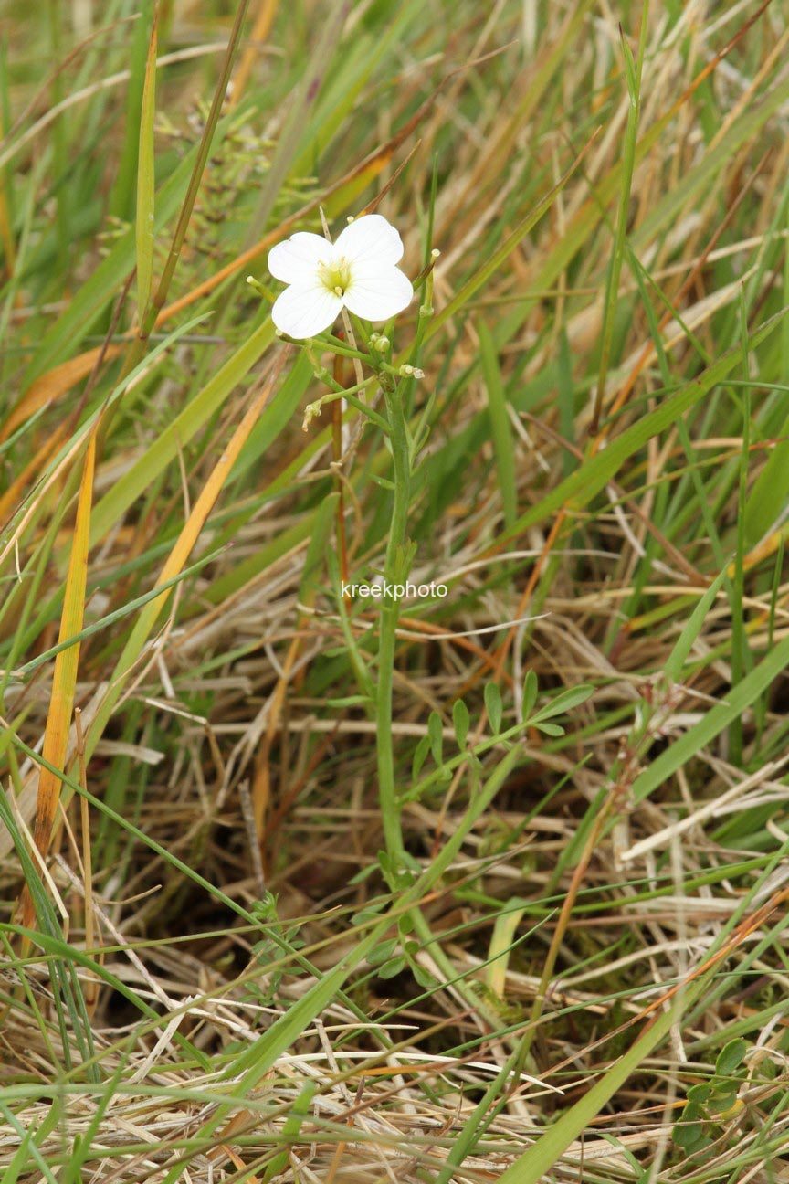 Cardamine pratensis