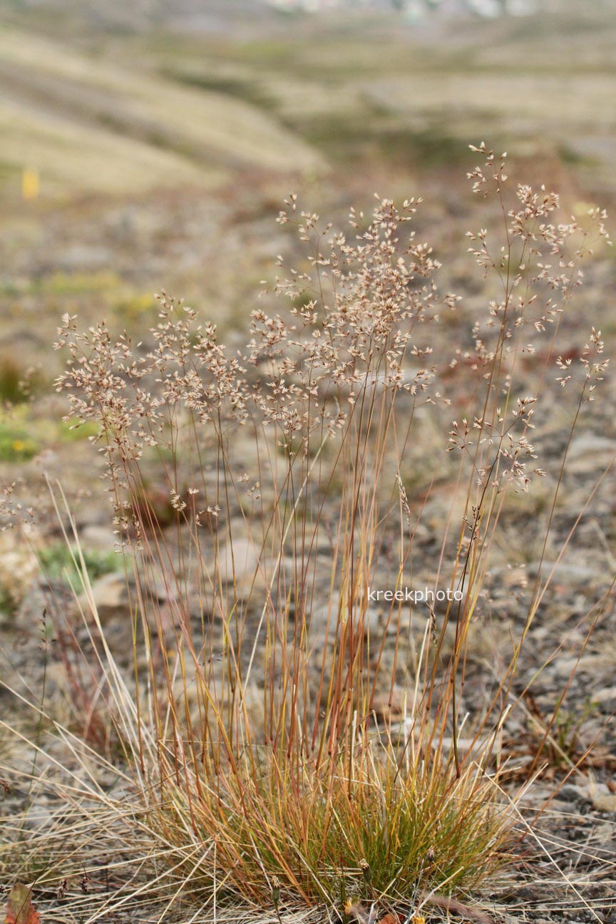 Deschampsia flexuosa