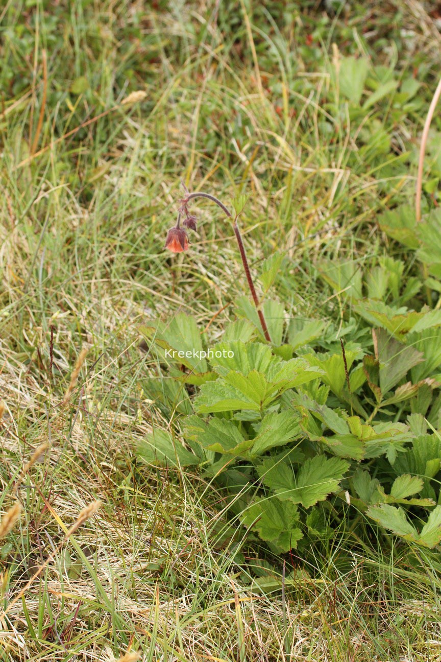 Geum rivale