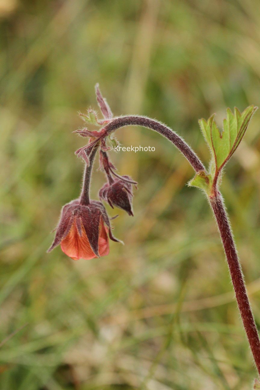 Geum rivale