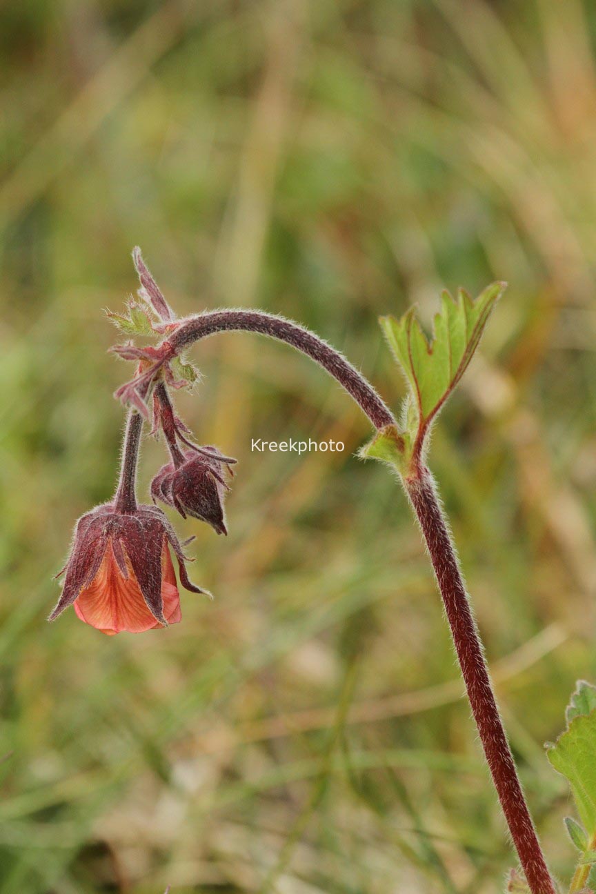 Geum rivale