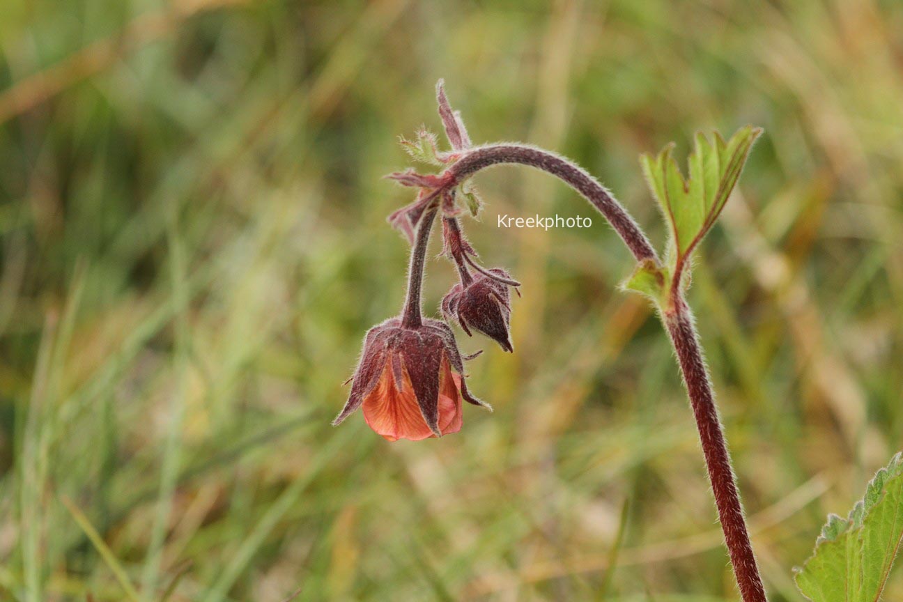 Geum rivale