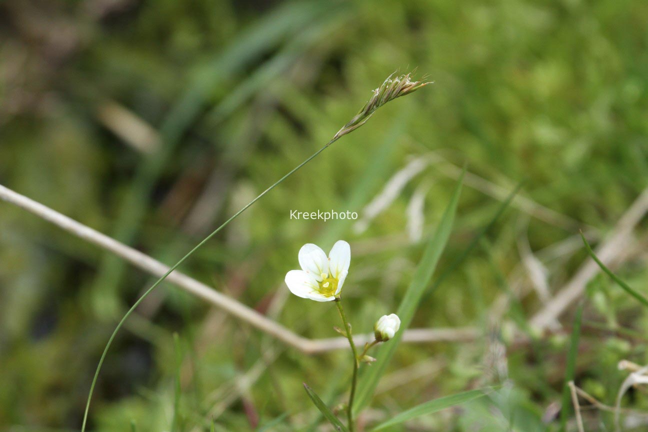 Saxifraga hypnoides