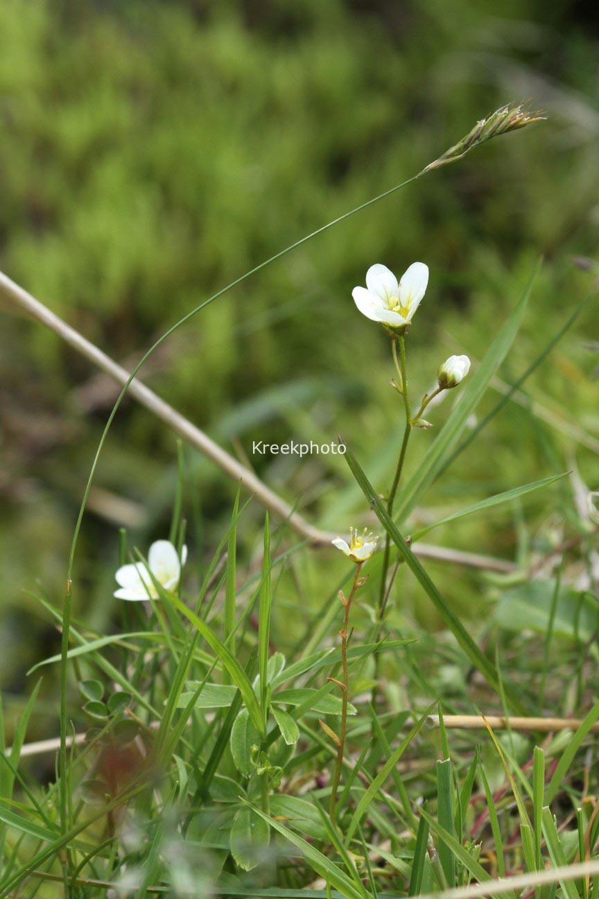 Saxifraga hypnoides