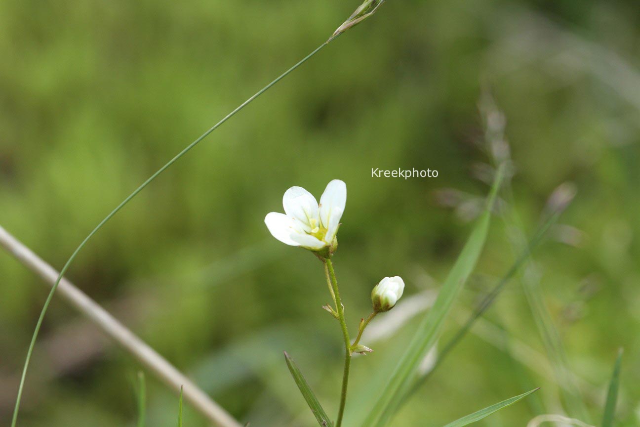 Saxifraga hypnoides