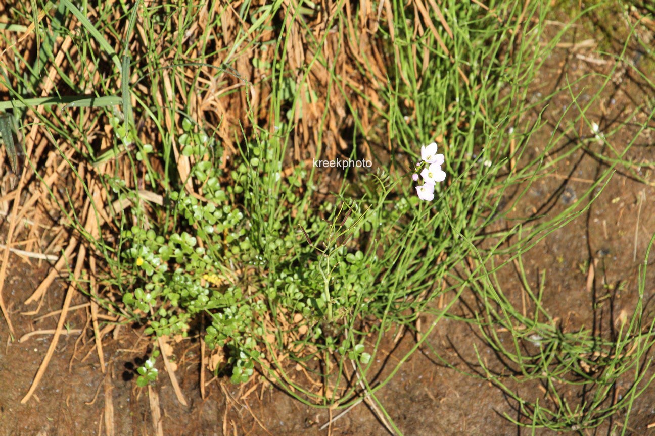 Cardamine pratensis