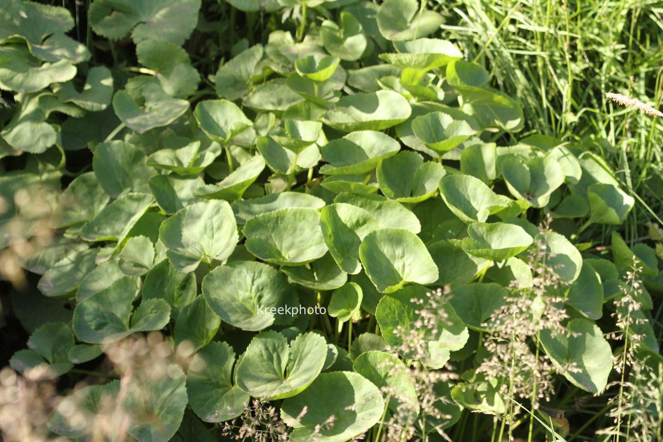 Caltha palustris