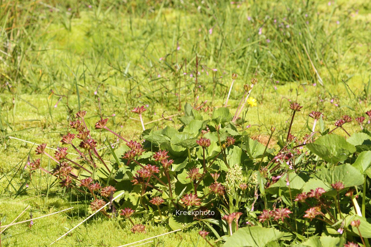 Caltha palustris