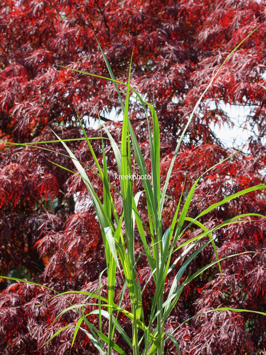 Miscanthus floridulus 'Jubilaris'