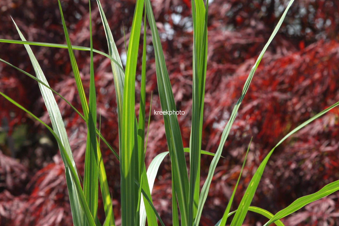 Miscanthus floridulus 'Jubilaris'