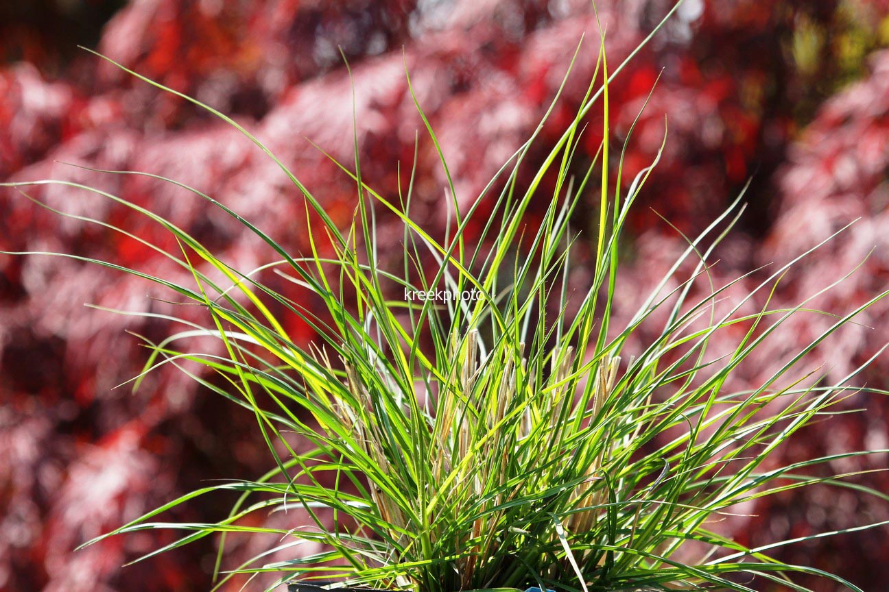 Pennisetum alopecuroides 'Gelbstiel'
