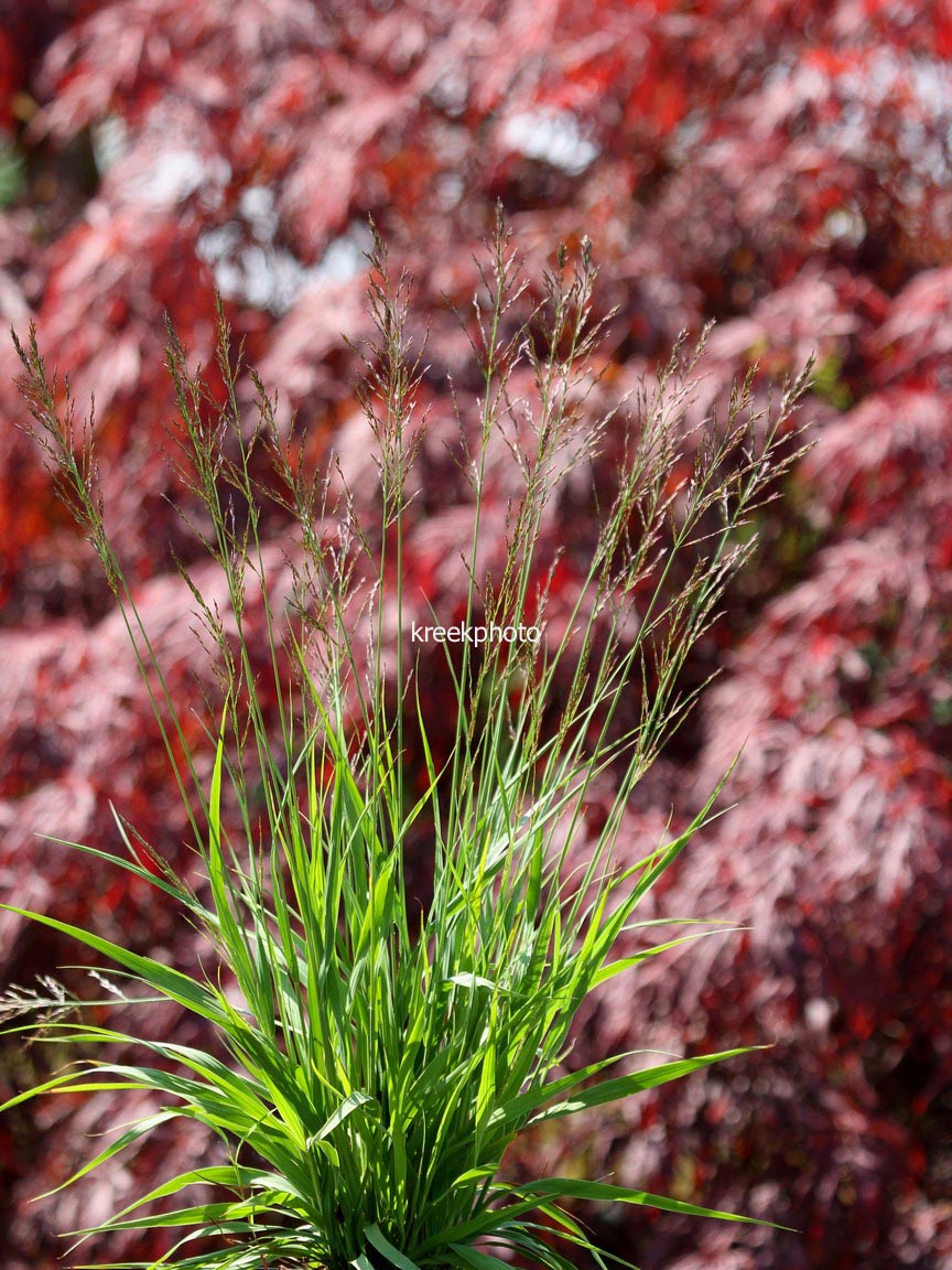 Molinia caerulea 'Poul Petersen'