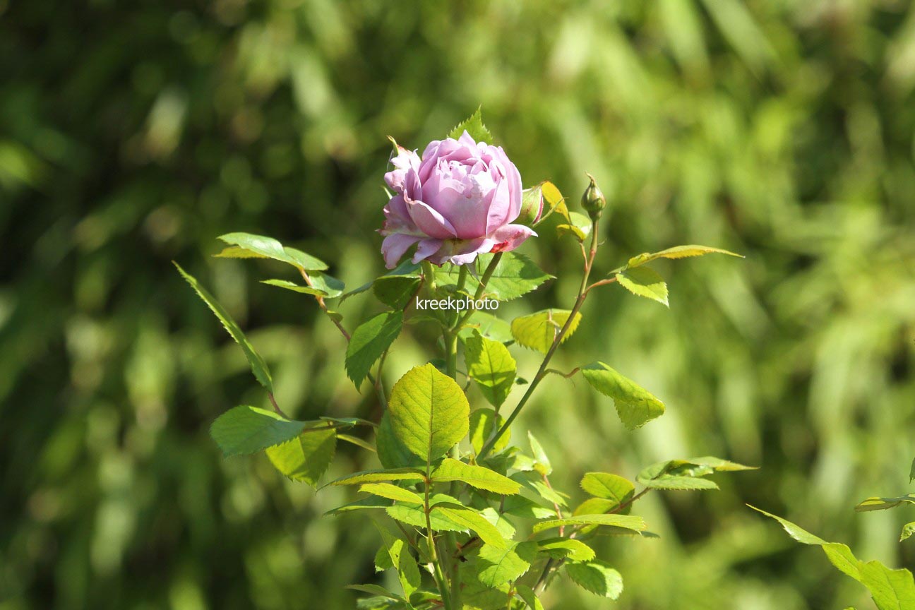 Rosa 'Novalis'
