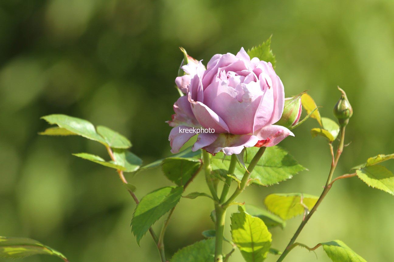 Rosa 'Novalis'