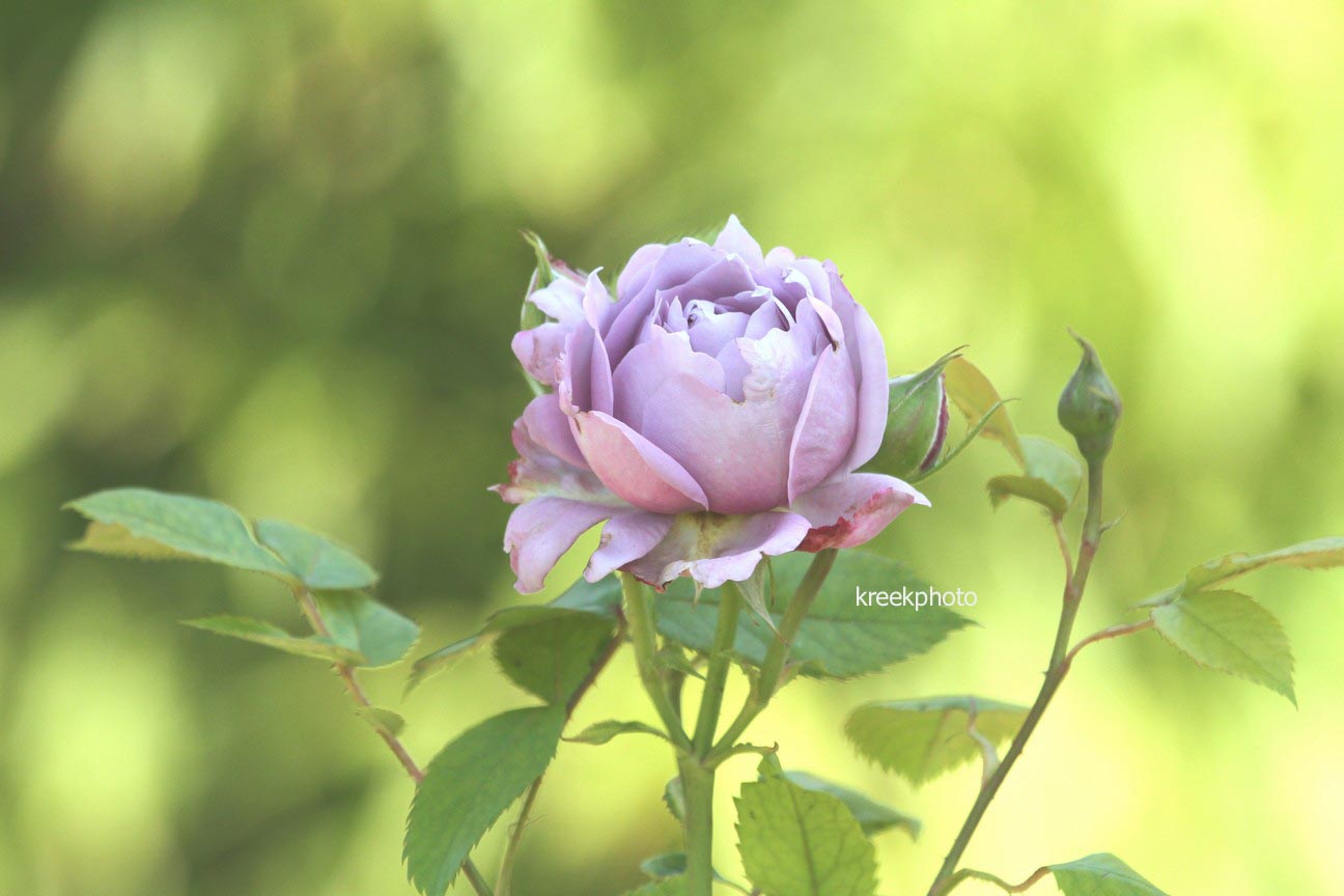Rosa 'Novalis'