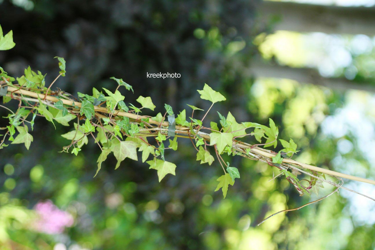 Hedera helix 'Digitata'