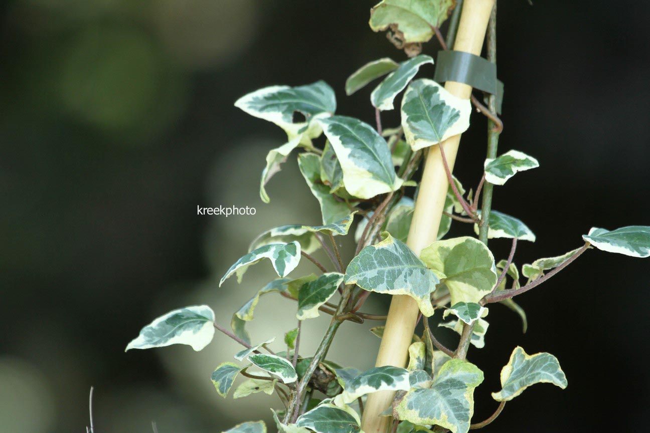 Hedera helix 'Tricolor'