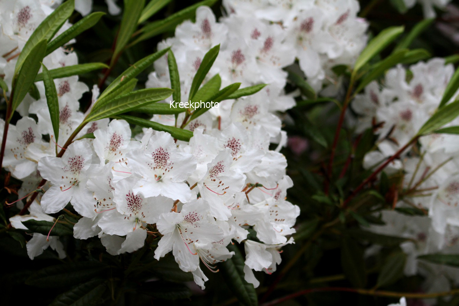 Rhododendron annae