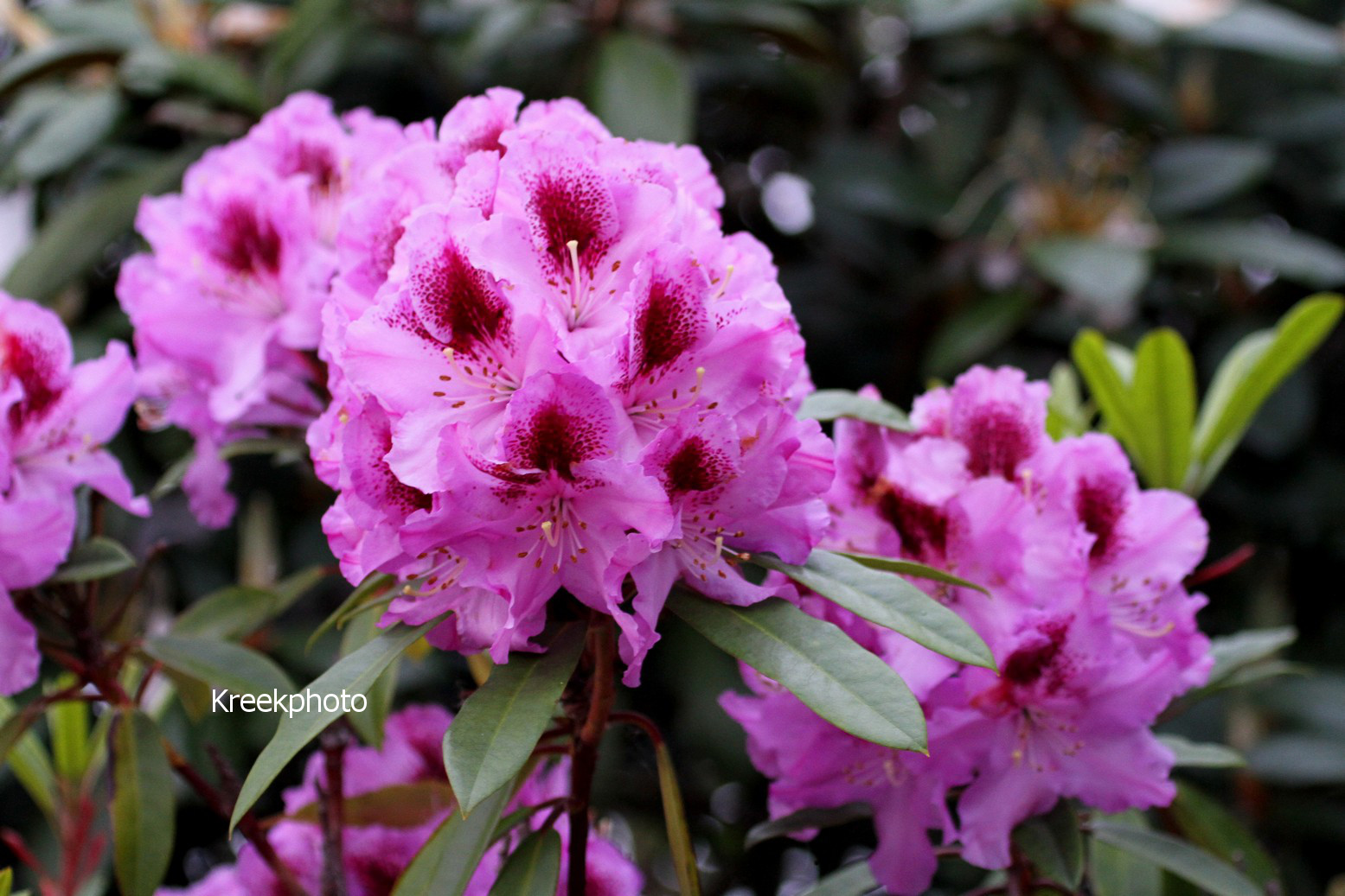 Rhododendron 'Holdrio'