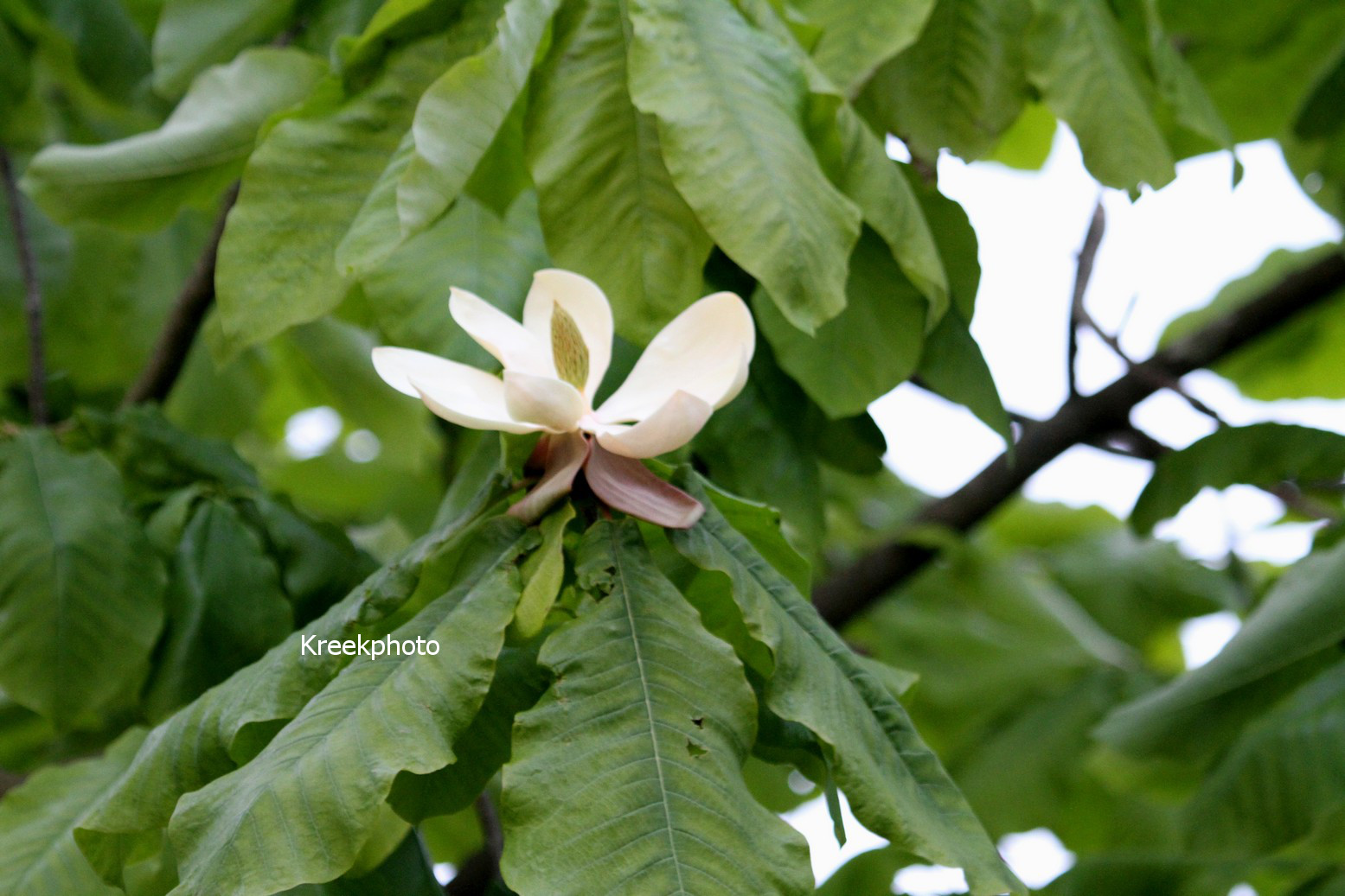 Magnolia tripetala