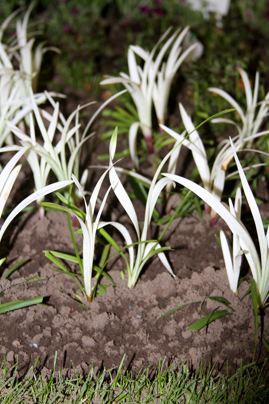 Liriope muscari 'Okina'