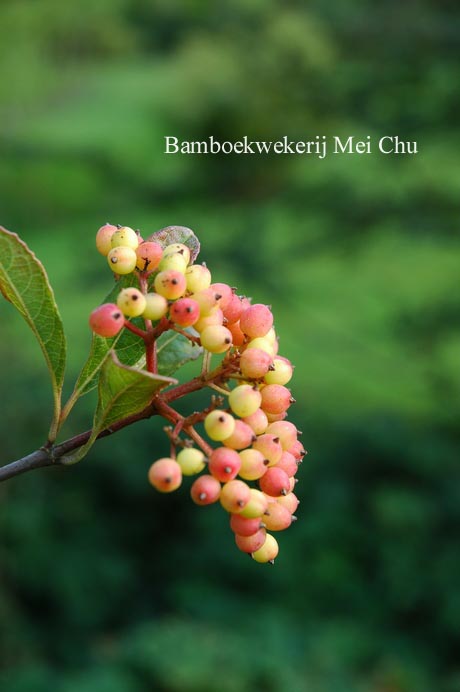 Viburnum nudum