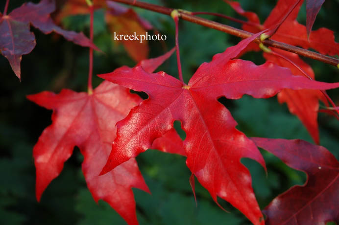 Acer truncatum