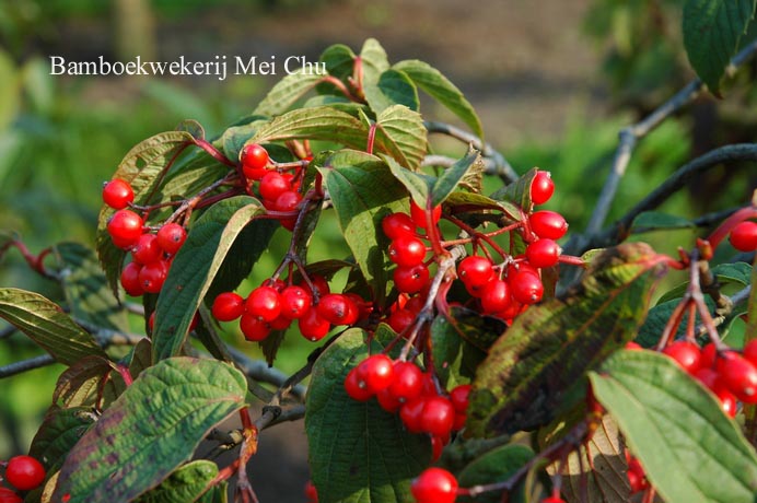 Viburnum setigerum